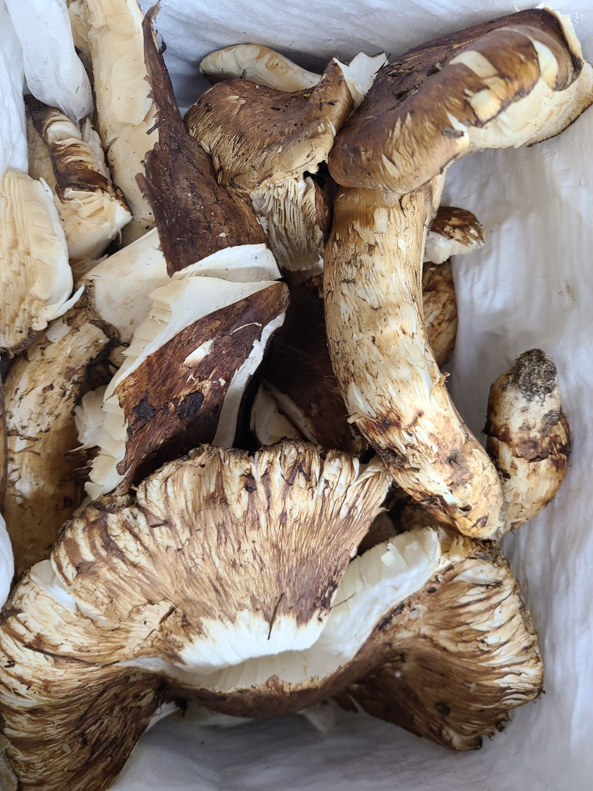 中国産3L L大 天然 開き 欠け 折れ 松茸 約1kg前後 15 20本