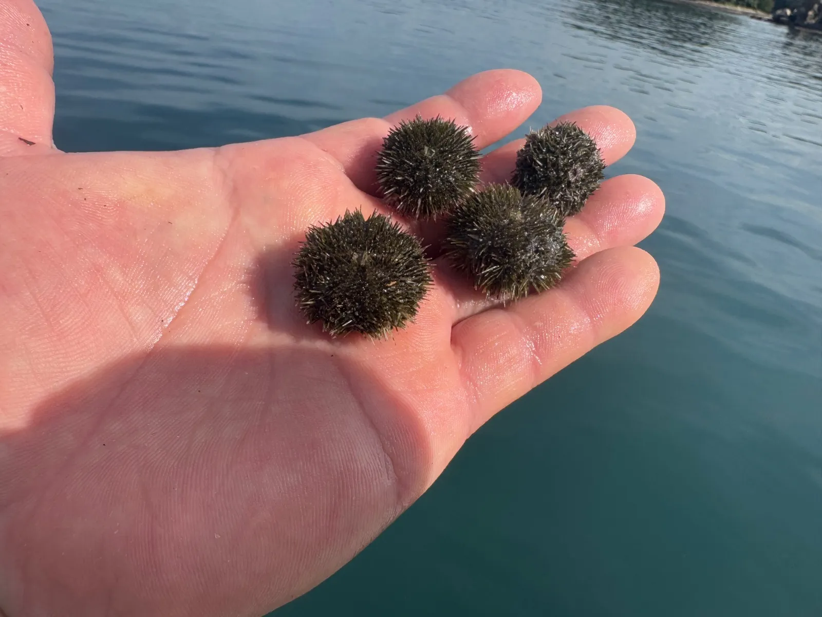 石鯛　活バフンウニ 2k　クール便 2025年最新】活バフンウニの人気アイテム - メルカリ