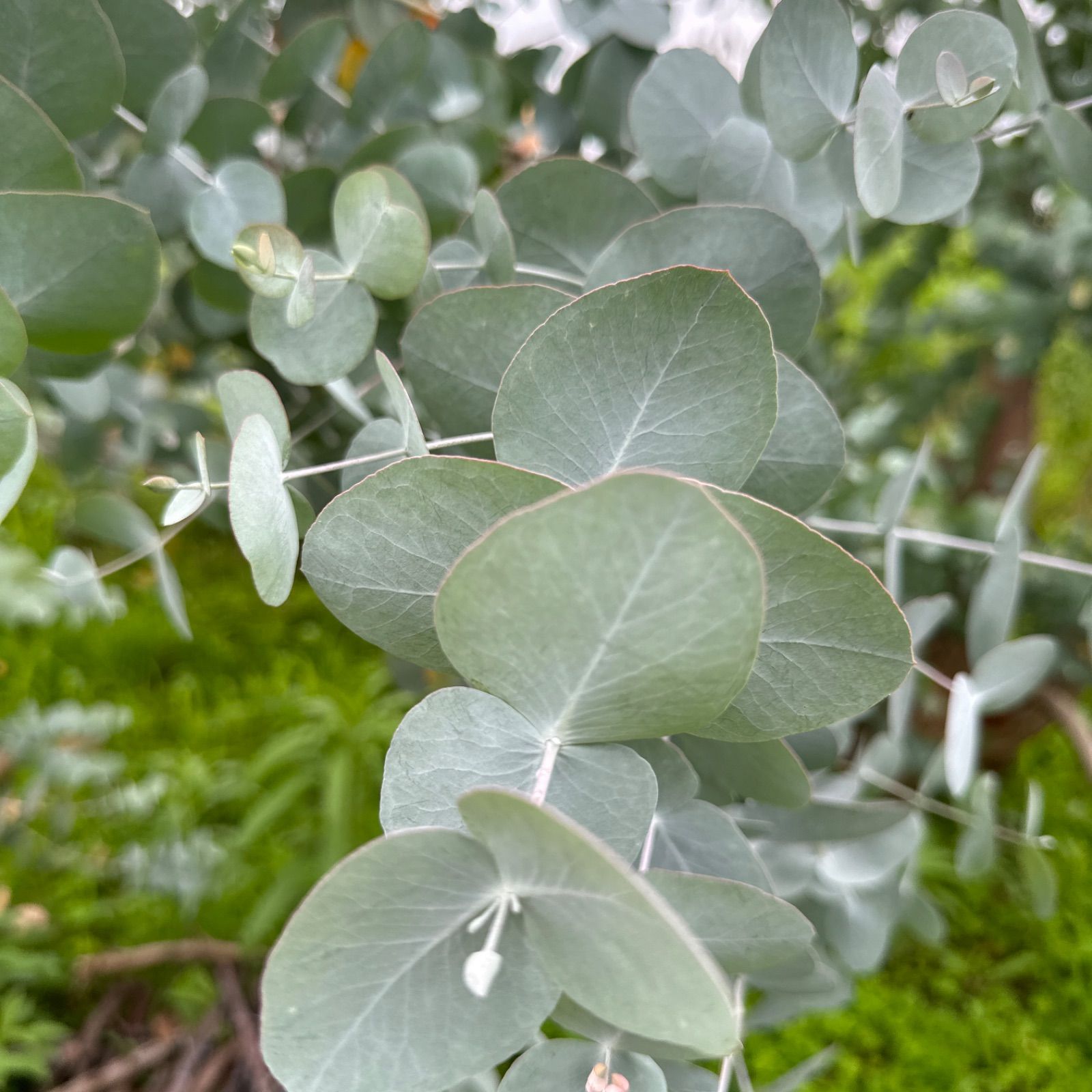 ☘️ユーカリ銀世界★フレッシュリーフ＊たっぷり☘️メルカリ便80サイズ ☘️ユーカリ銀世界☆フレッシュリーフ＊たっぷり☘️メルカリ便