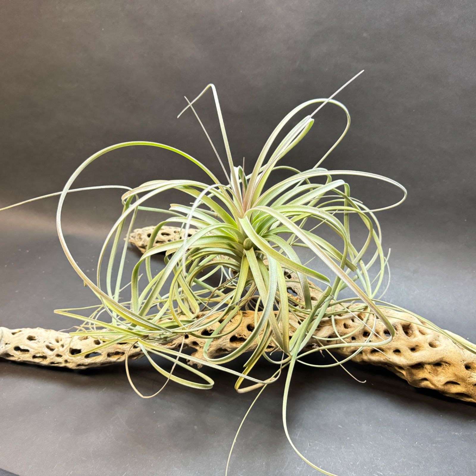 Y枝極太長め-2 : 長さ70cm×最大幅35cm×最大φ8cm＊ カクタス