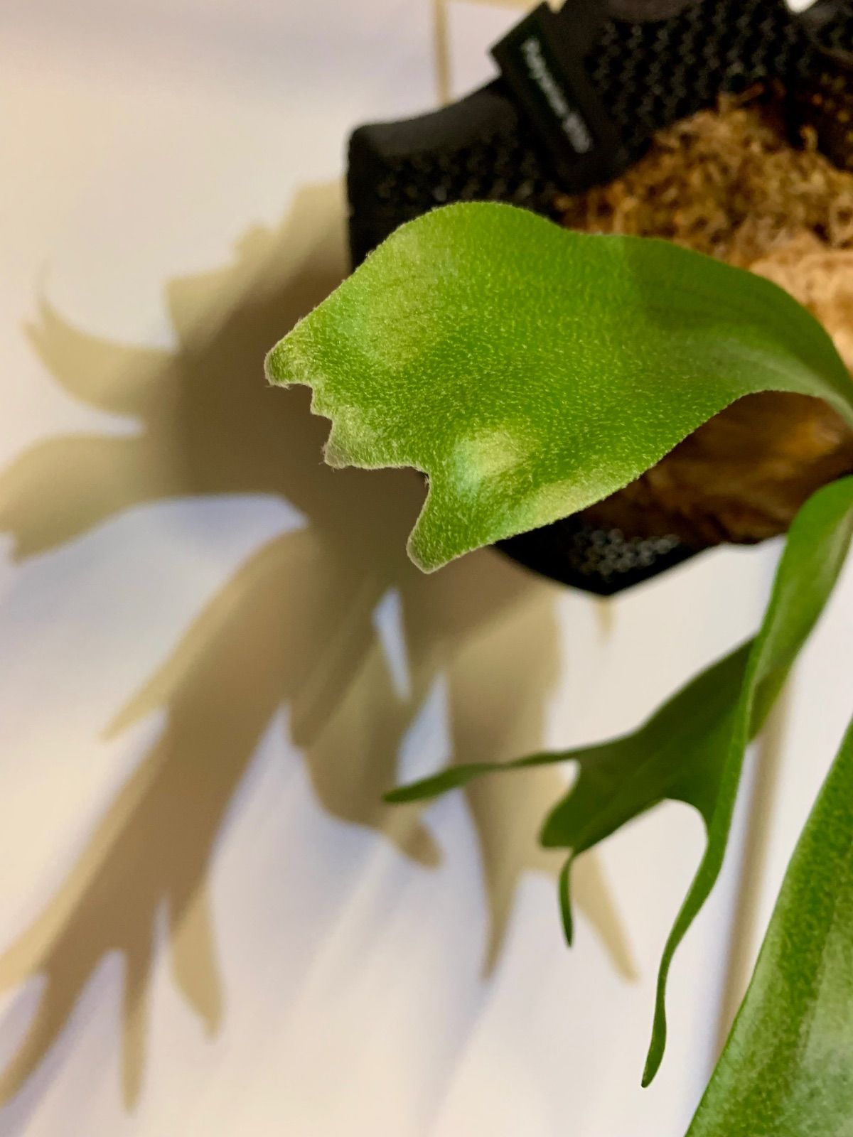 密度の高いコンパクトな胞子葉 P.