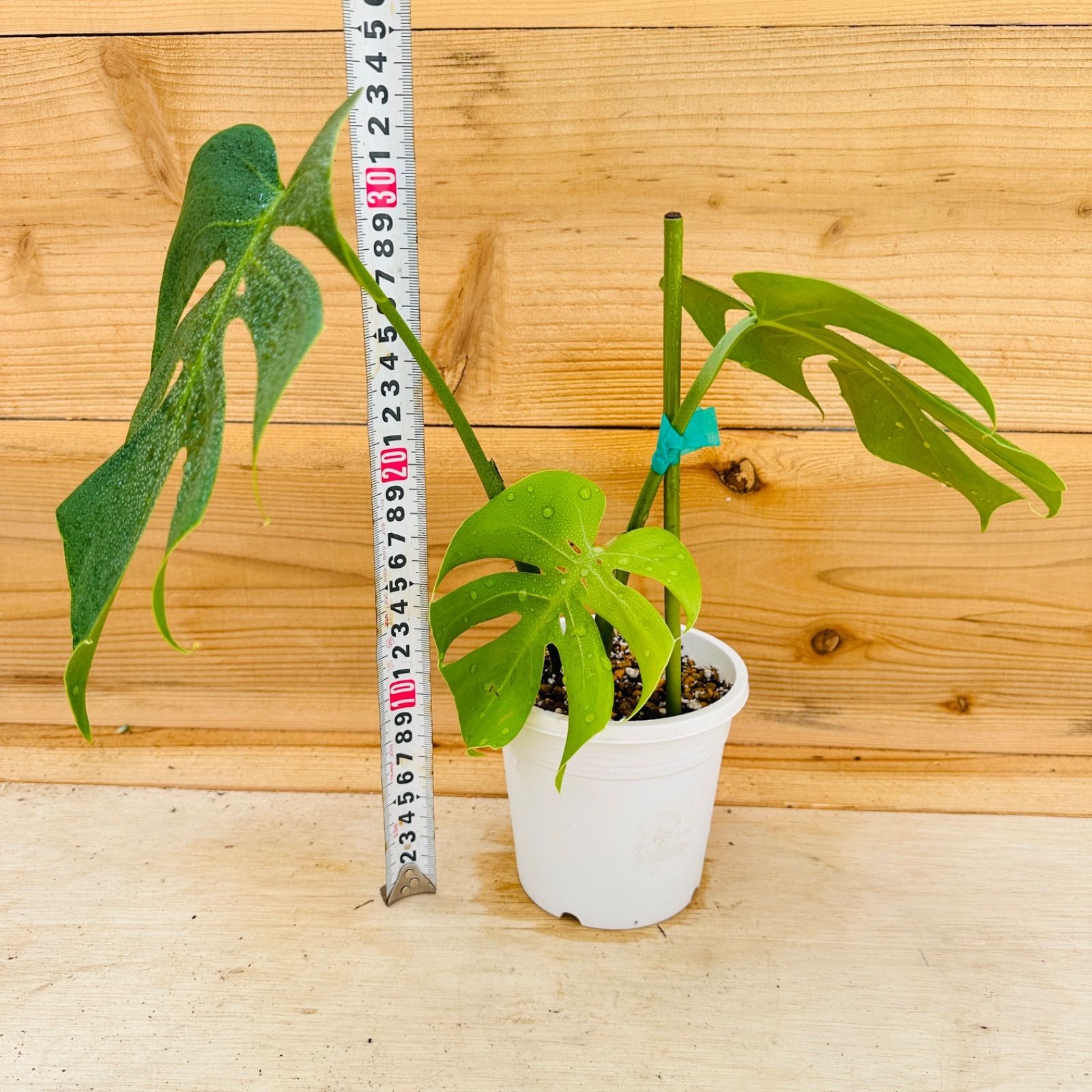 ［現品］【希少】17番　モンステラ　幹上がり　8号　観葉植物　室内　大型 現品］【希少】17番 モンステラ 幹上がり 8号 観葉植物 室内 大型