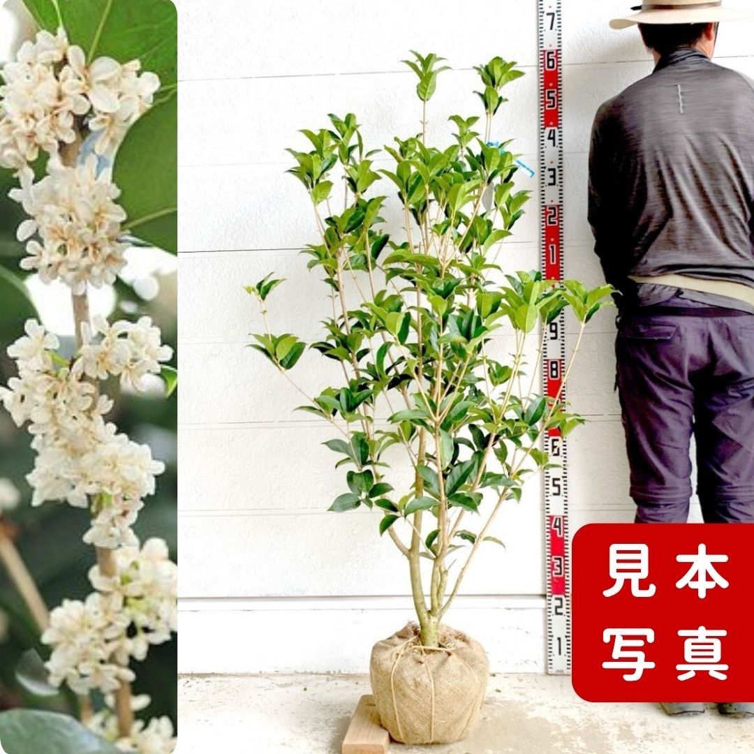 銀木犀 ギンモクセイ 約150cm 白花 根巻 庭木 ガーデン 金木犀 シンボルツリー