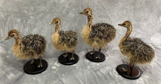 レア! エミュー(雛)剥製 ※台座付き☆ - 置物