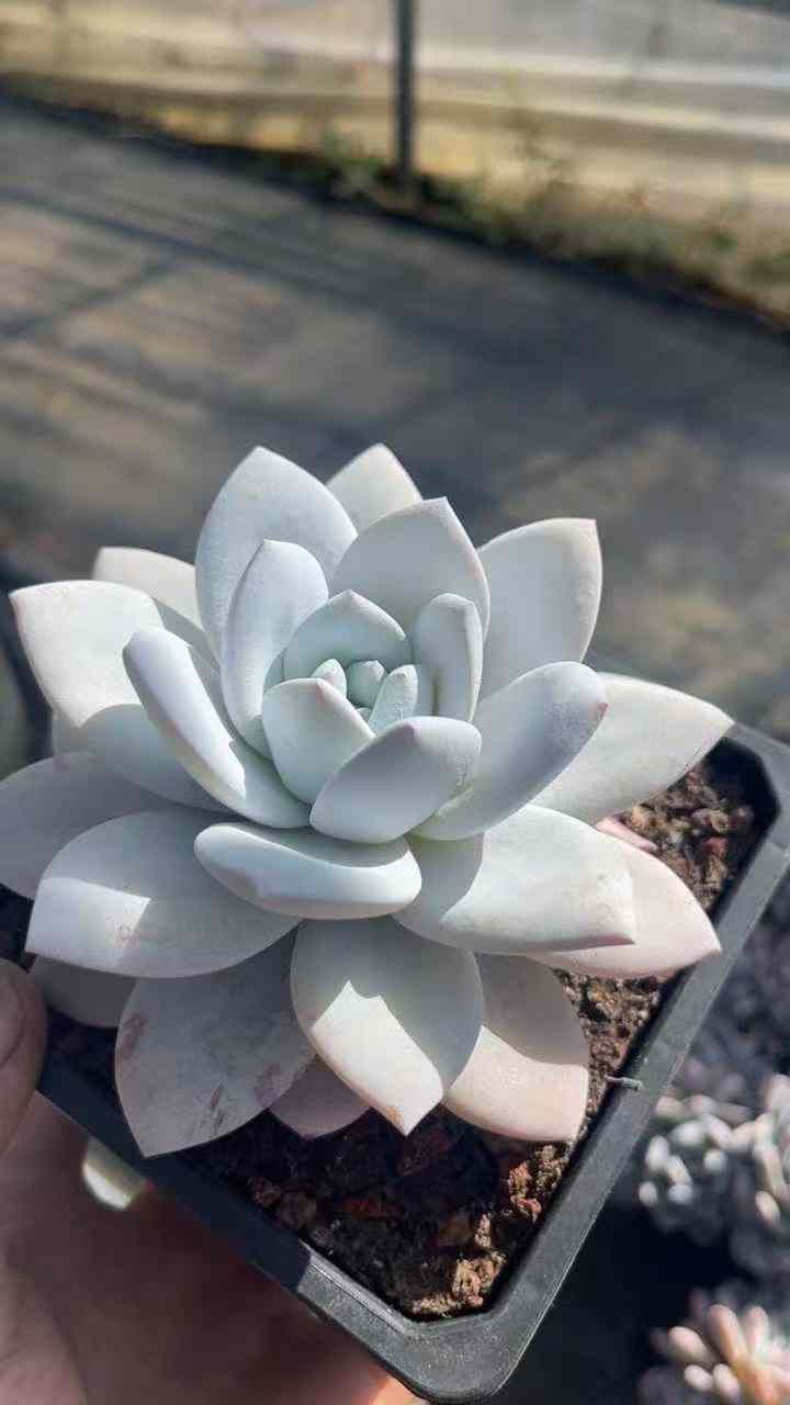 アエオニウム エケベリア