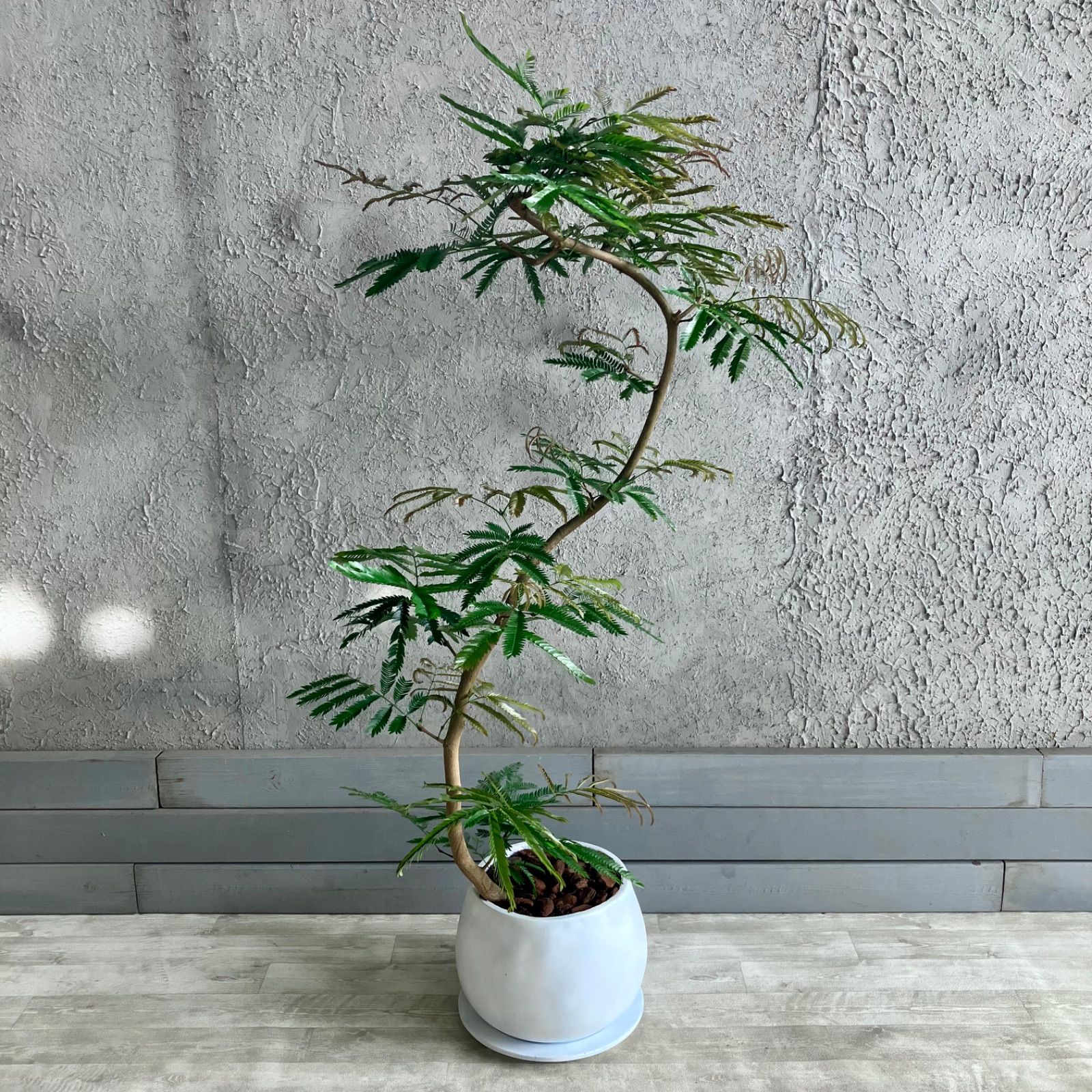 8号 テラコッタ性鉢植え