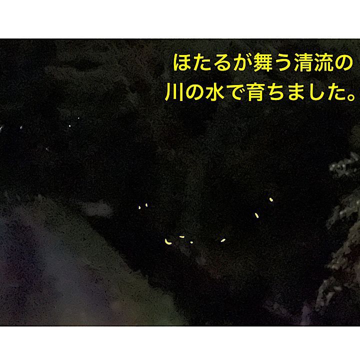 自然栽培米 山口県美祢産ミルキークイーン20キロ 精米 里山直送 - メルカリ