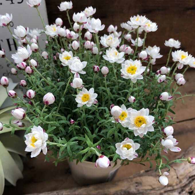 ポットごと 花かんざし♡4号♡開花が長い♡ガーデニング