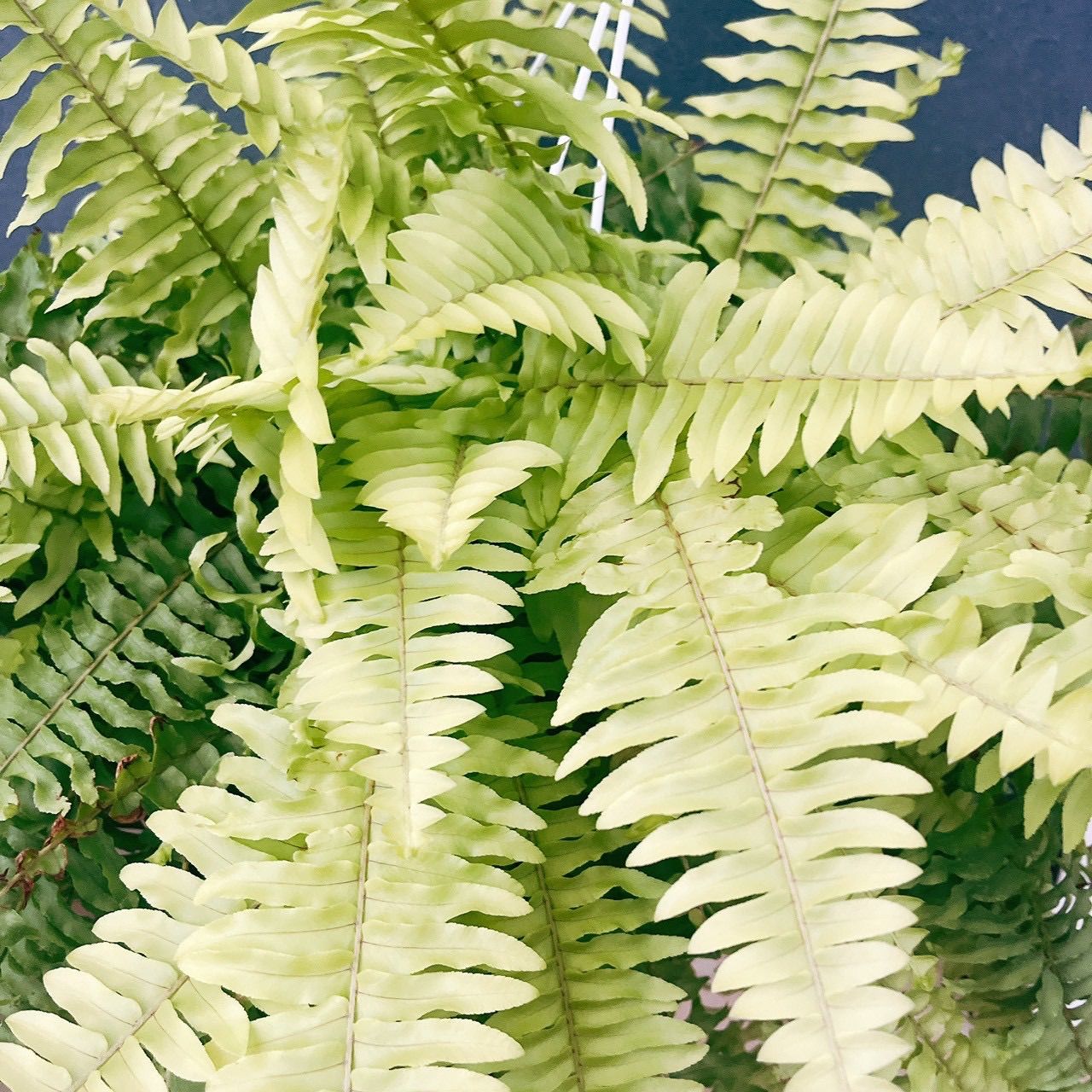 在庫］ネフロレピス ハッピーゴールデン 5号 観葉植物 室内 ハンギング