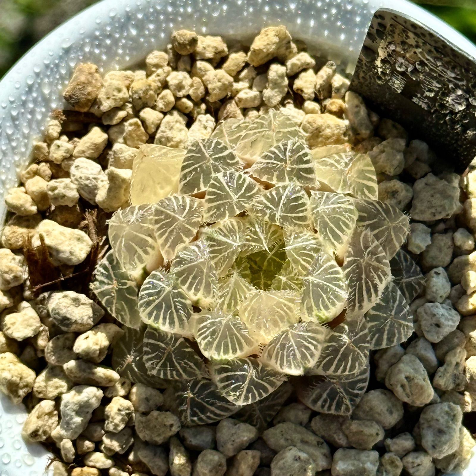 秋祭り オブツーサ錦