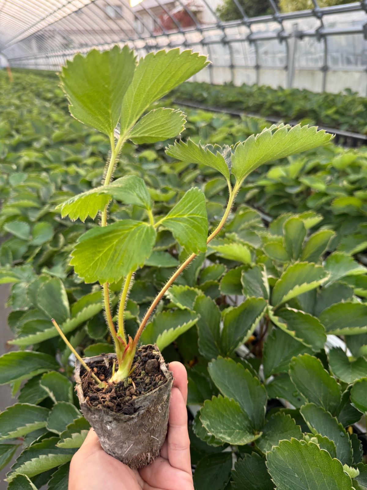 いちご苗 紅ほっぺ 40株 - メルカリ