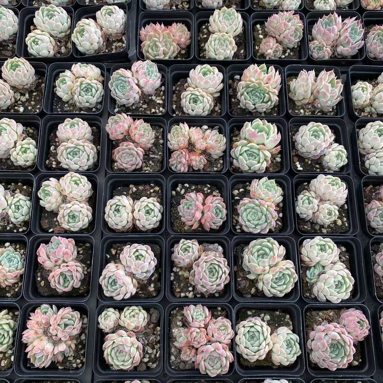 カベラ２〜３頭