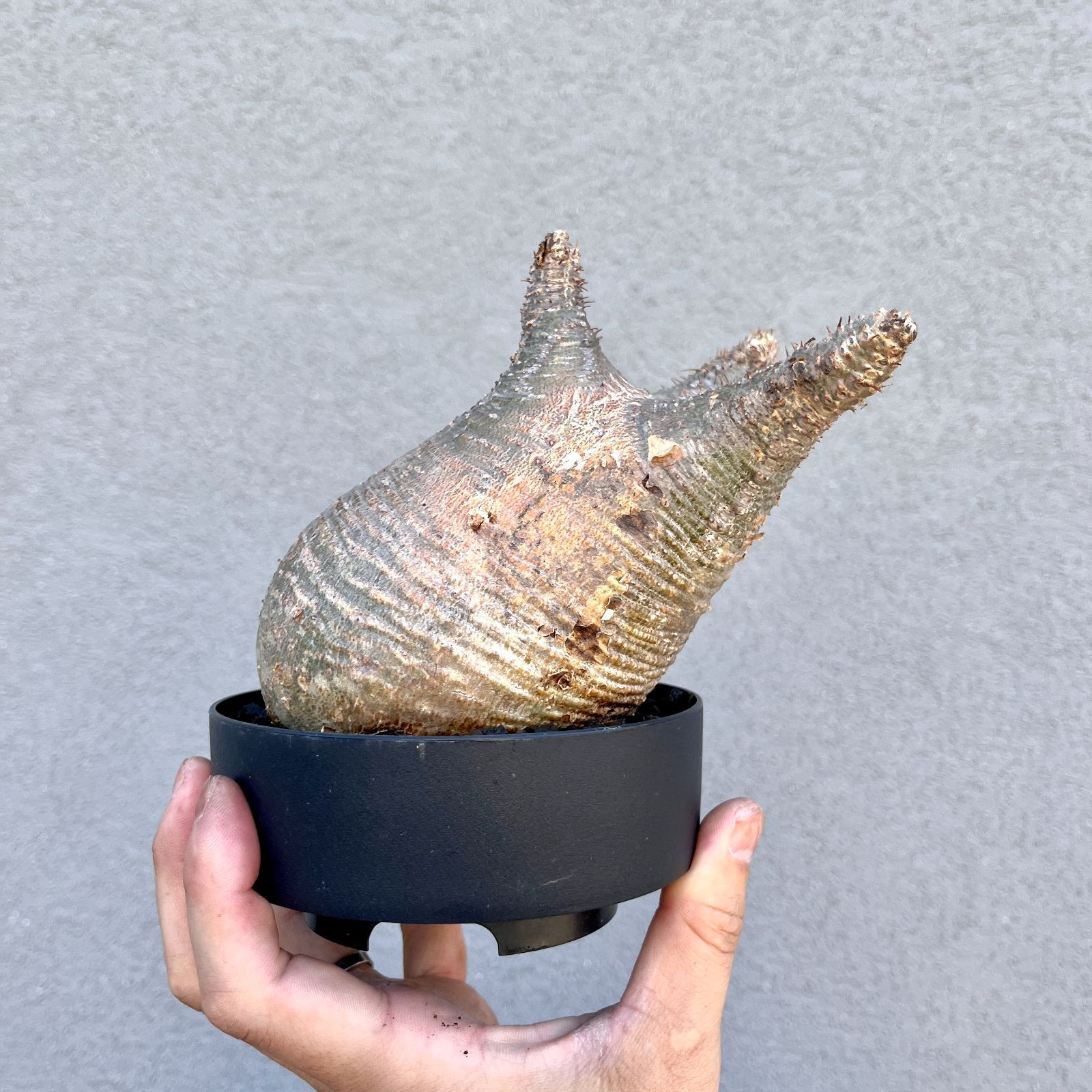 パキポディウム・グラキリス｜Pachypodium gracilius 現地球 発