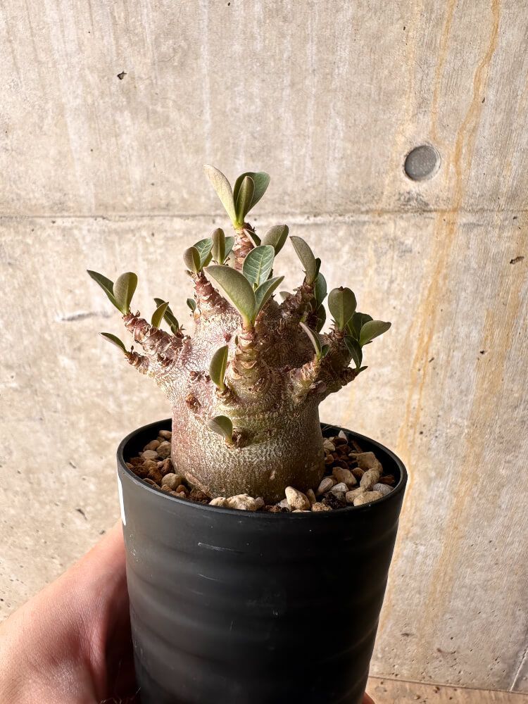 現品限り】アデニウム・アラビカム ブラックスキン【I63】 Adenium arabicum 'Black skin'【植物】塊根植物 夏型  コーデックス - メルカリ