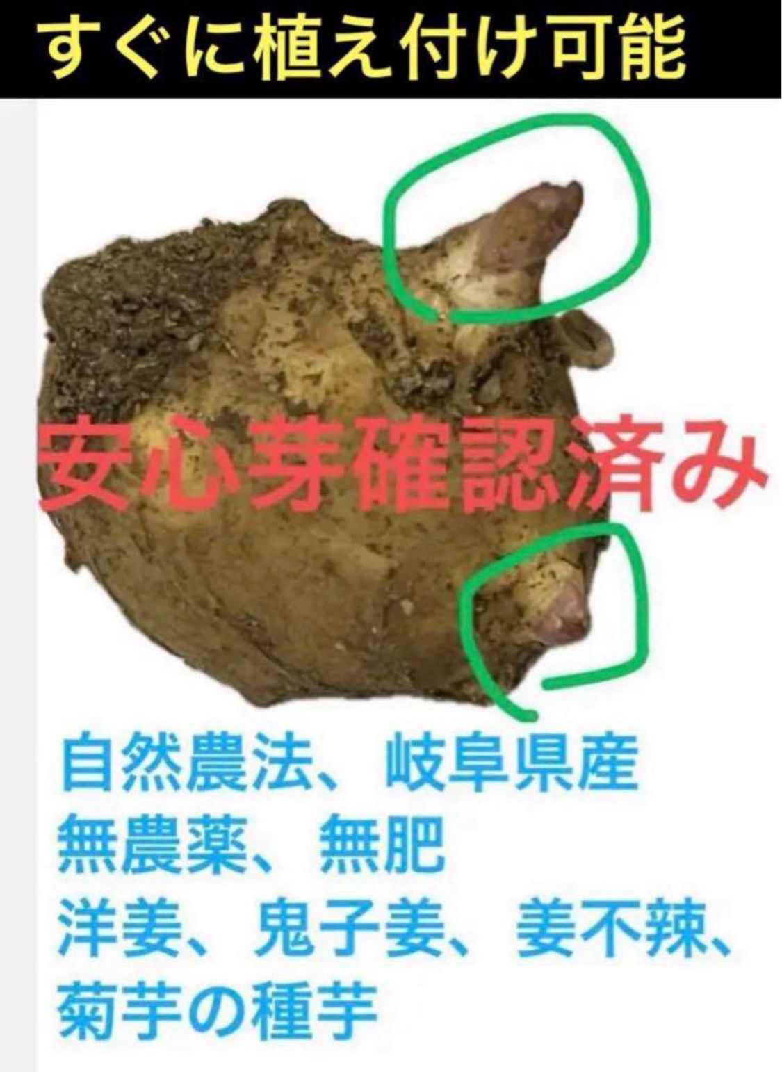 スーパー健康野菜 自然農法 岐阜県産 農薬や化学肥料や除草剤 洋姜 姜不辣 鬼子姜 菊芋 小種芋 5 個 398円