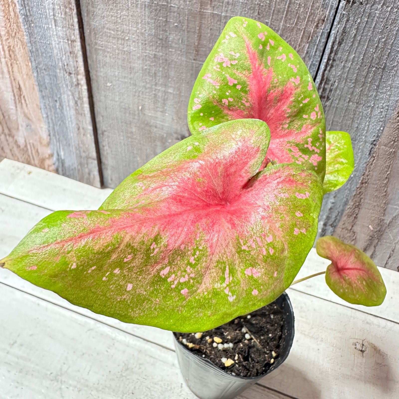 ポストマンジャーニー カラジウム 【希少】 - メルカリ