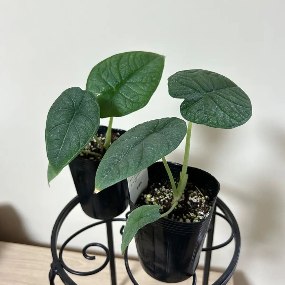 メルカリ市特価】芋1個 アロカシア メロ オーレア 希少】アロカシア