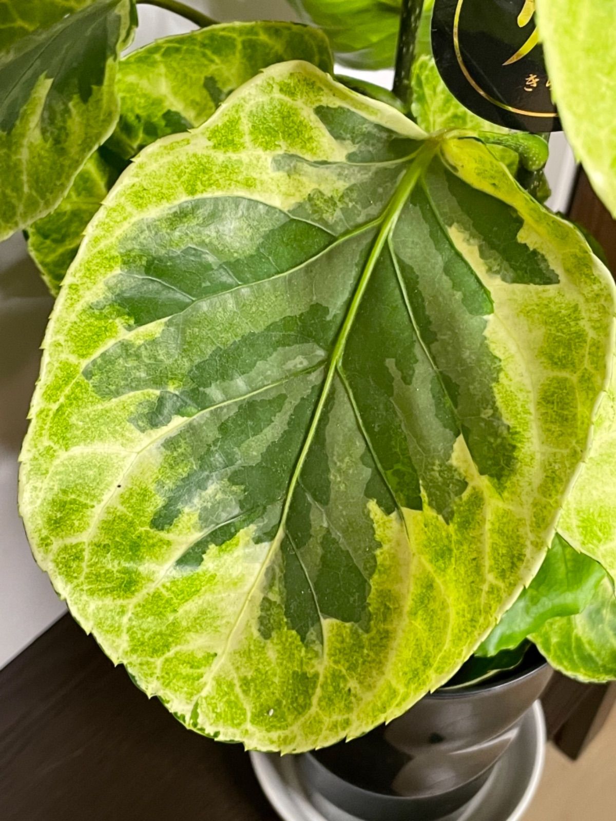 斑入り　ポリシャス　フリスビー　煌めき　正規品 ポリシャス・フリスビー 煌（キラメキ）6号鉢植え の通販 | 園芸