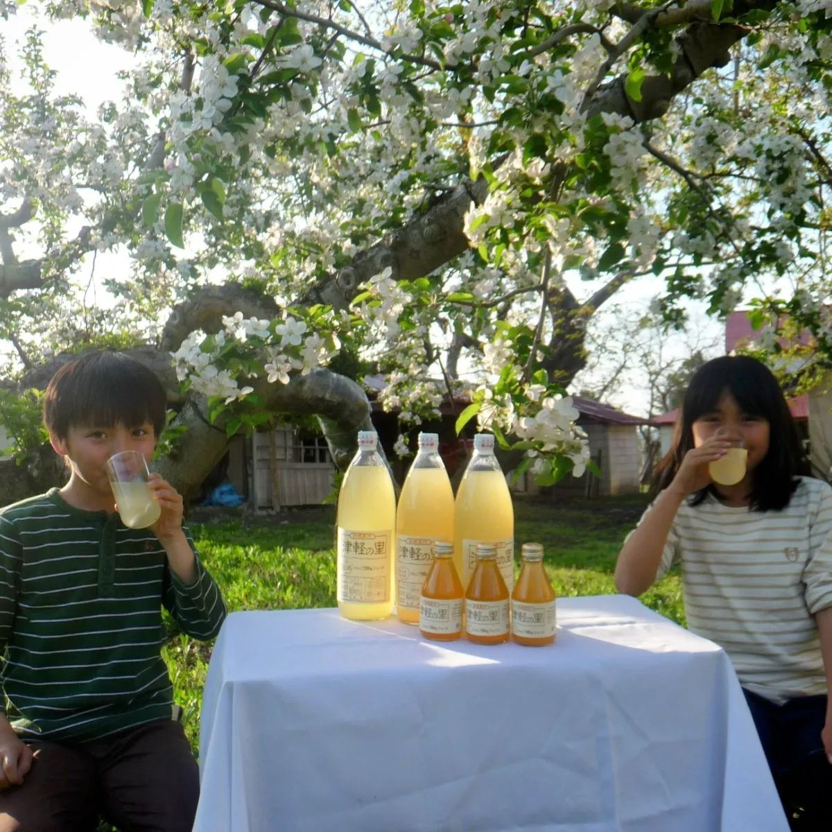 りんごジュース｢津軽の里｣ 1L×12本