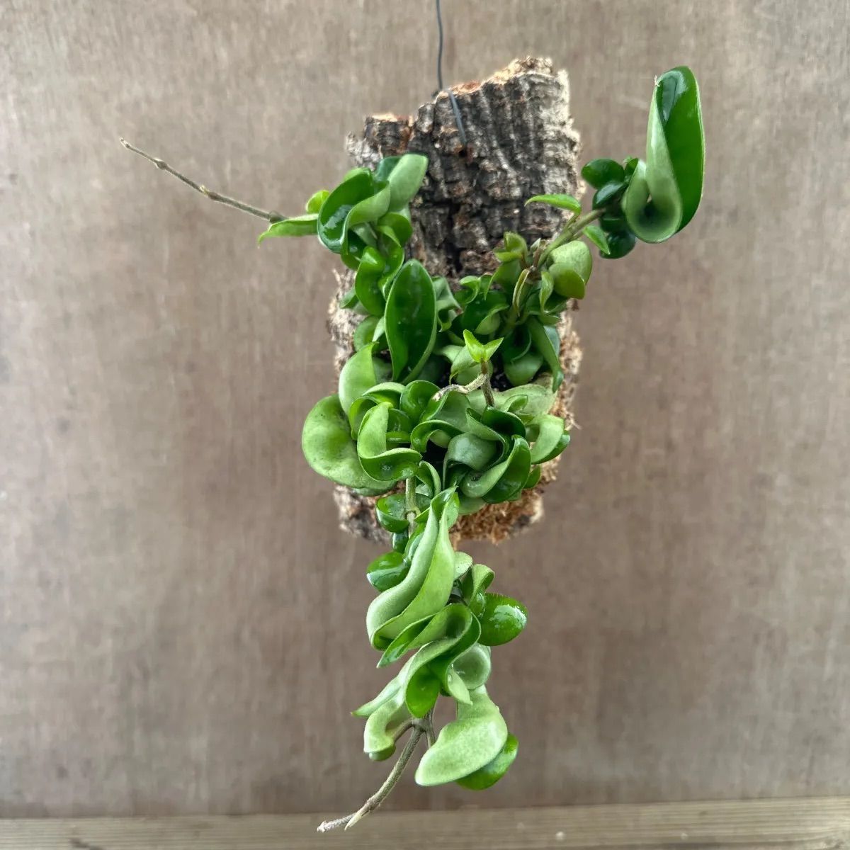 ホヤ カルノーサ コンパクタ コルク付け ③ Hoya carnosa compacta