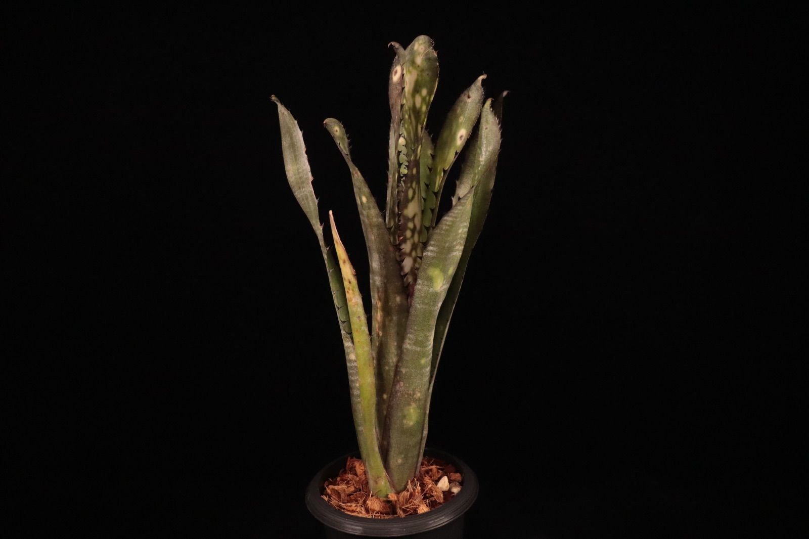 ビルベルギア　特大株 ビルベルギア ダースベイダー 特大株 - メルカリ