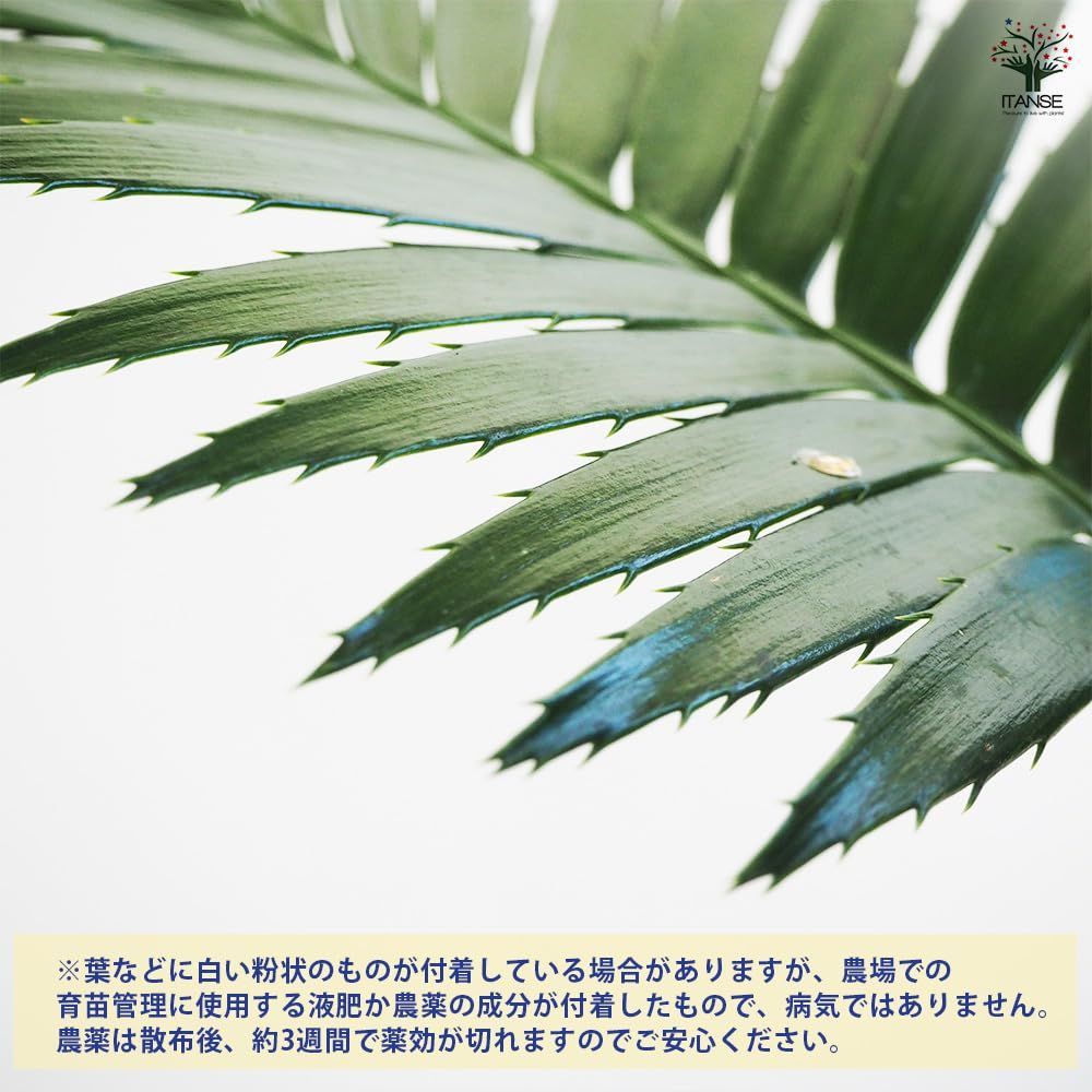育てやすい