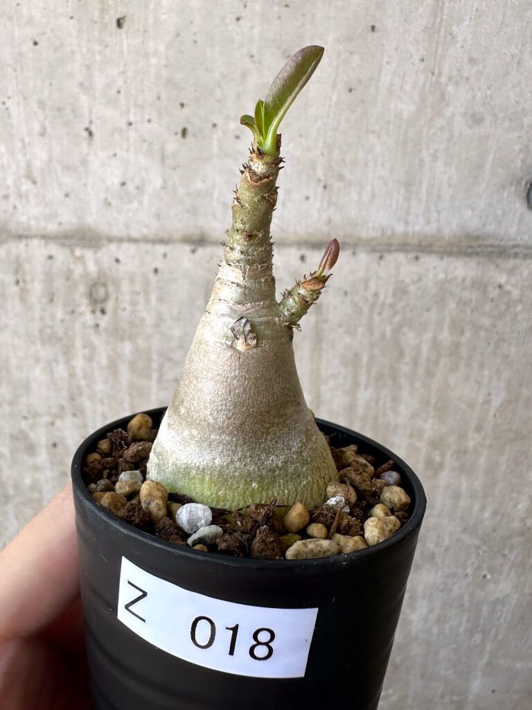 アデニウム　アラビカム 現品限り】アデニウム・アラビカム【Z18】 Adenium arabicum【植物