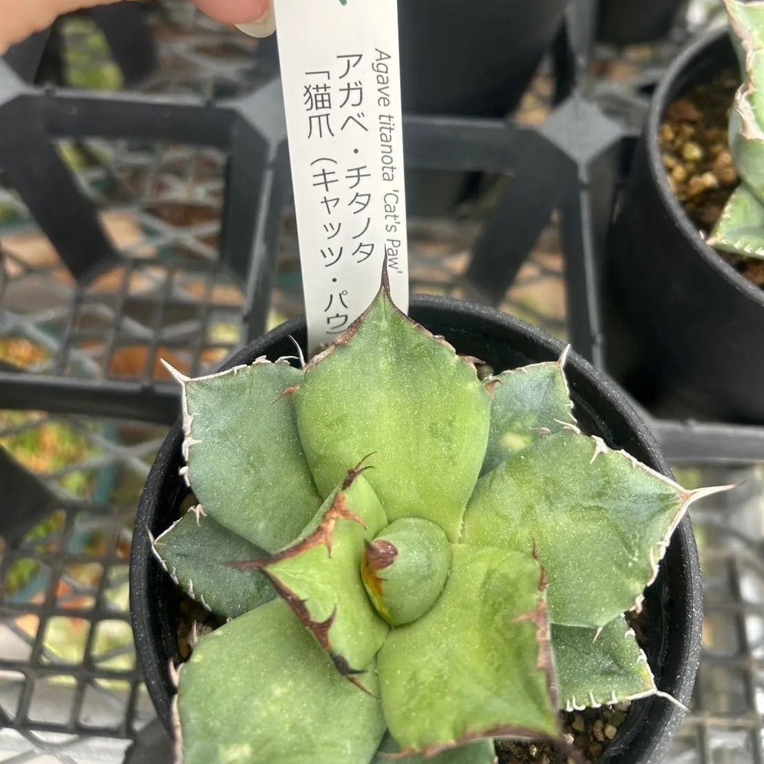 アガベ チタノタ 猫爪 キャッツ・パウ 抜き苗にて発送 - メルカリ