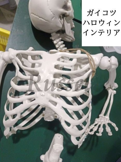 置物 オブジェ 骸骨 ガイコツ ドクロ 骨 模型 骨格 人形