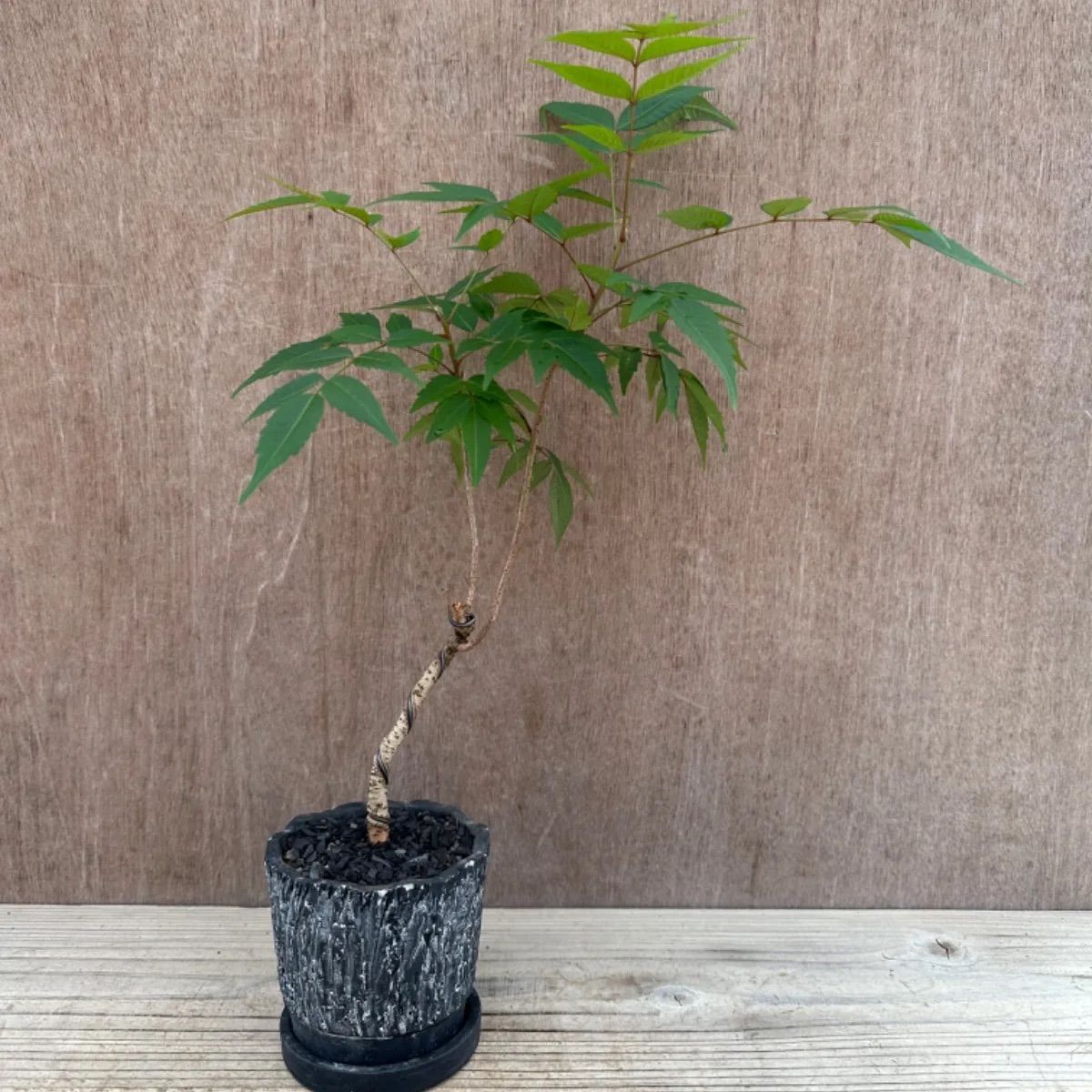ハゼノキ 櫨の木 黄櫨 現品 盆栽 観葉植物 観葉 植物 インテリア プレゼント おしゃれ かわいい ミニ 小さい おうち時間 グリーン ...