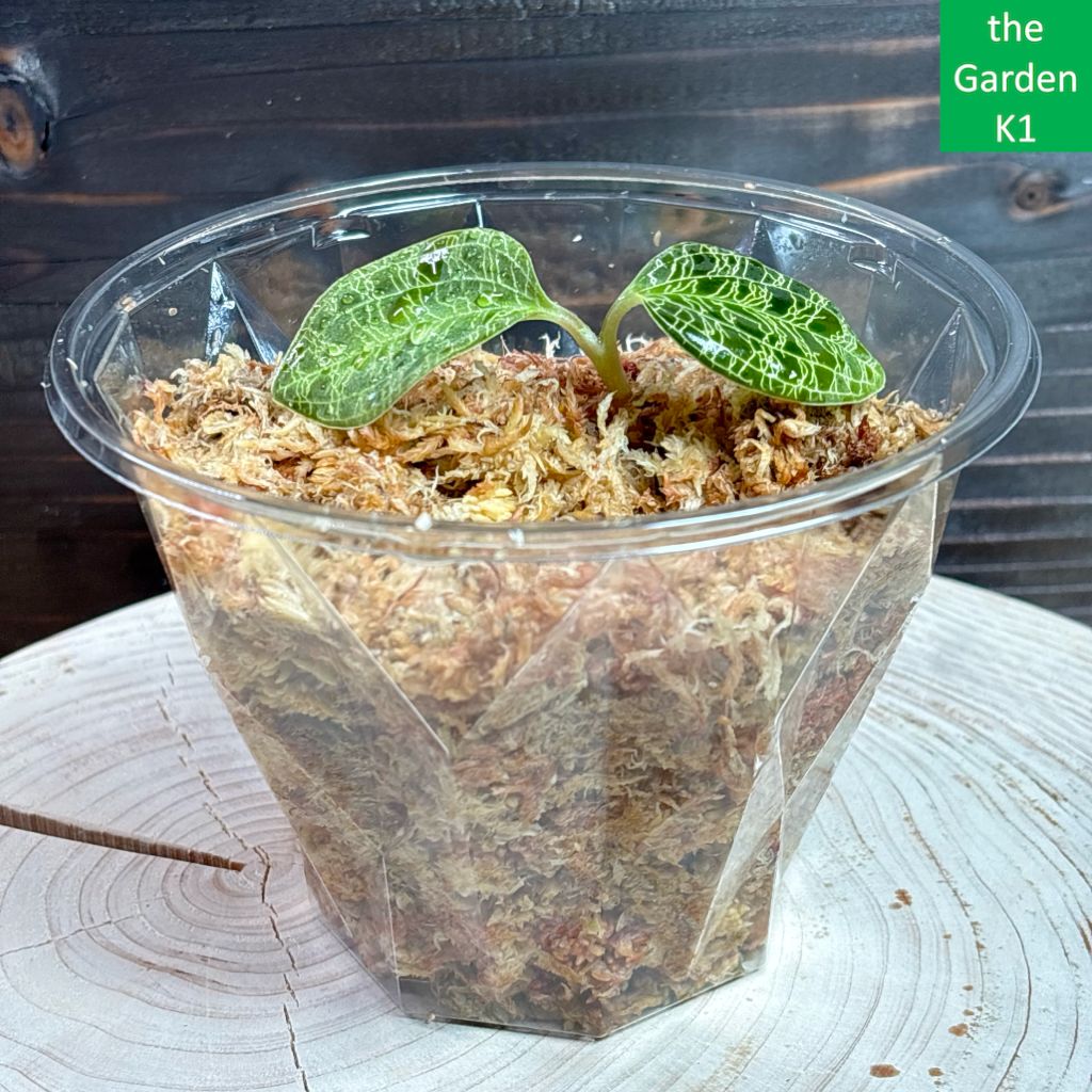 ジュエルオーキッド】マコデス・ペトラ MP017 - メルカリ