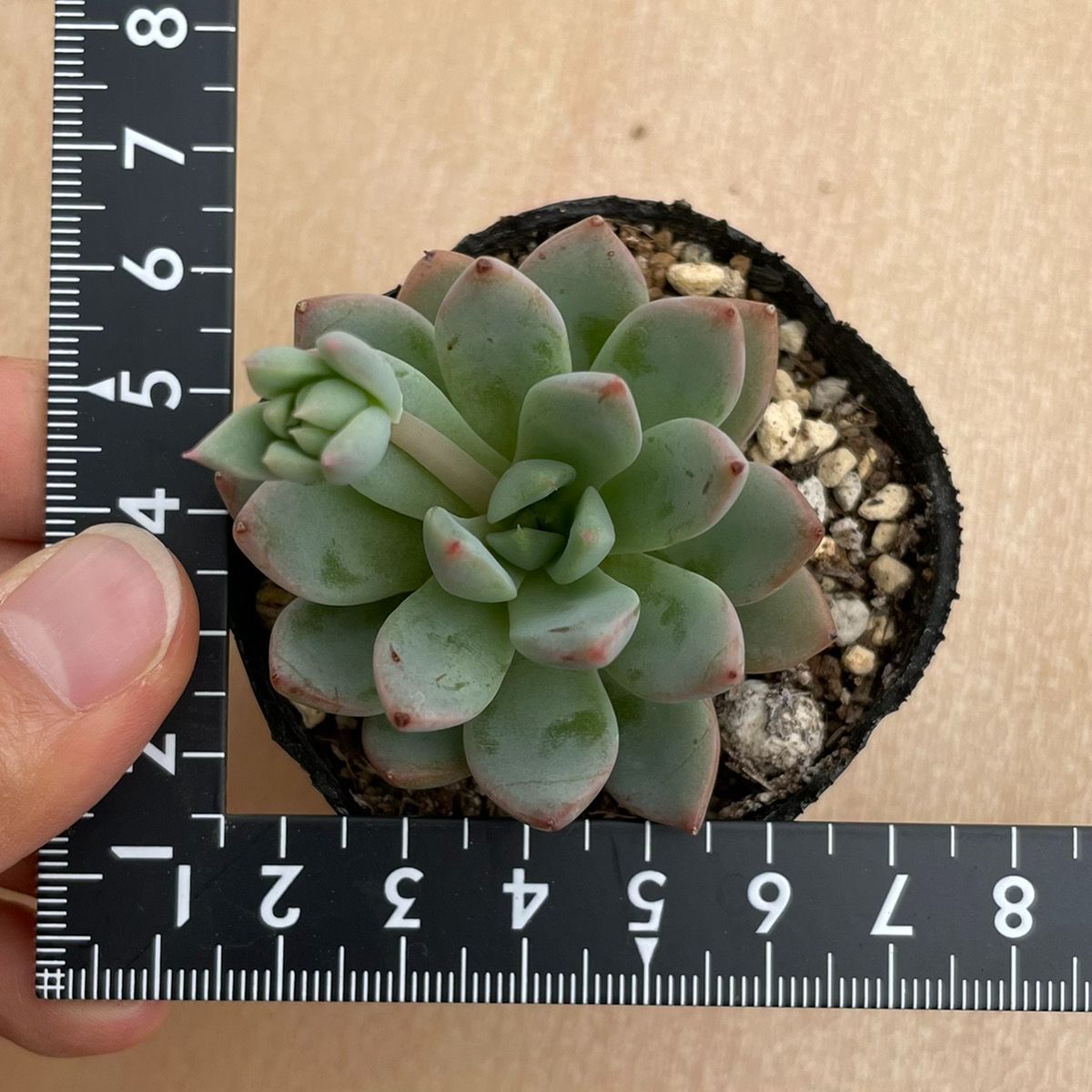 女美月 バイオリーナ 多肉植物 韓国苗 エケベリア - succulent garden