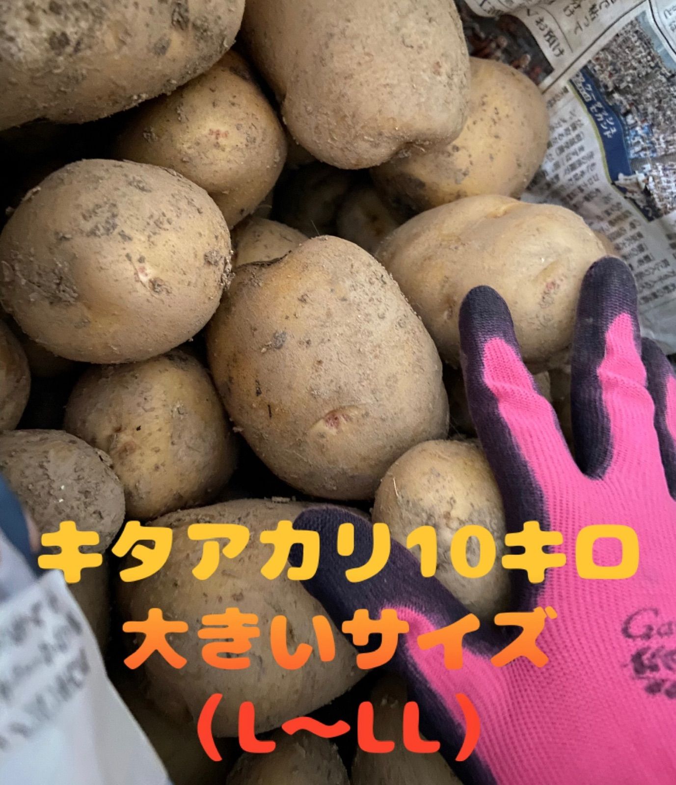 たしろ屋 新じゃが きたあかり 徳島県産 １０キロ 秀品 ジャガイモ M