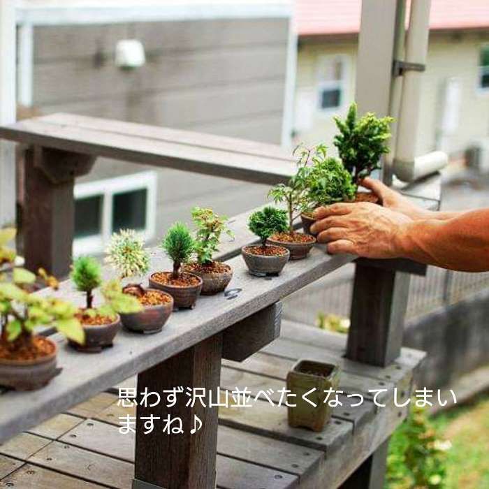 盆栽鉢丹山作