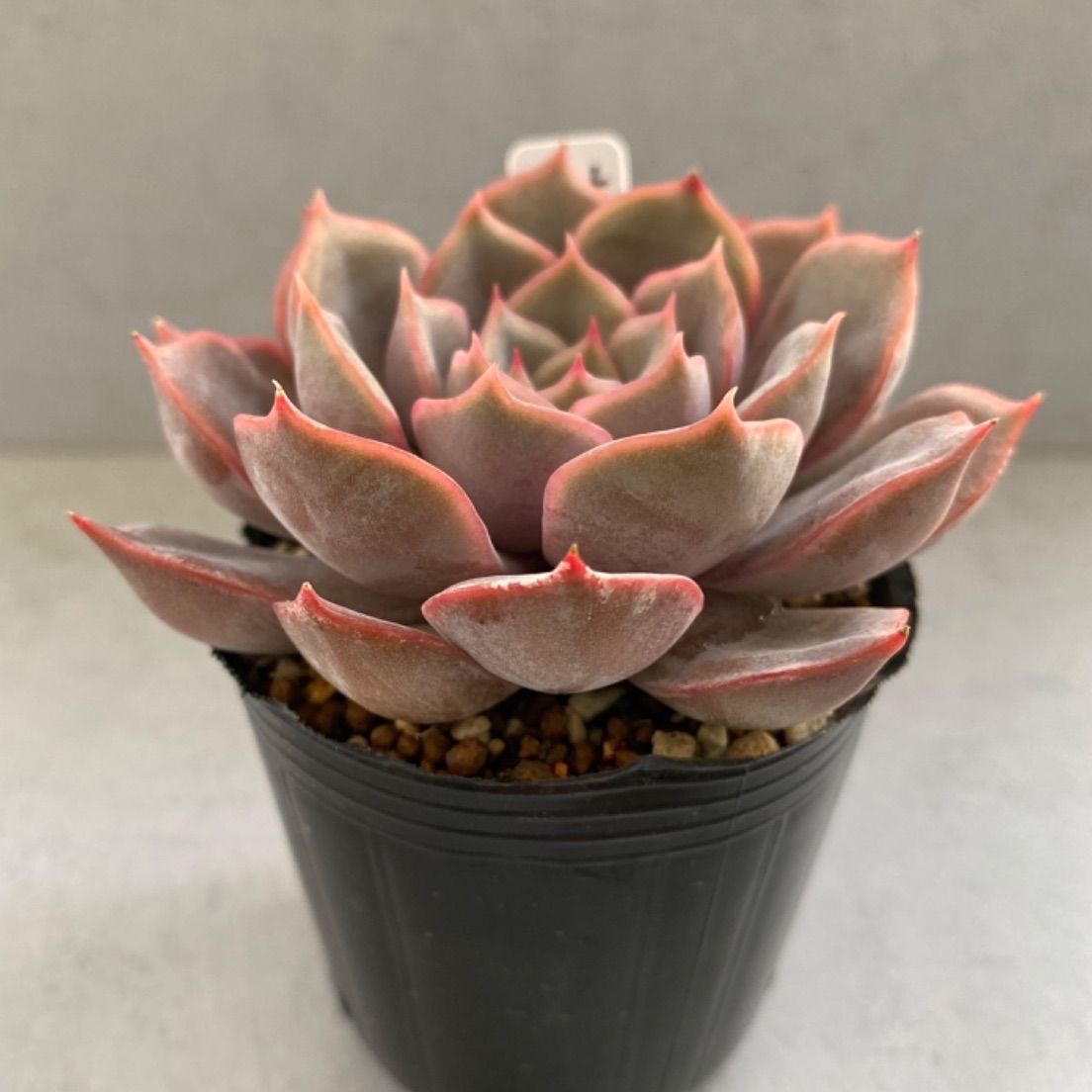 多肉植物 抜き苗 エケベリア フィオナ - メルカリ 多肉植物 抜き苗 エケベリア フィオナ - メルカリ