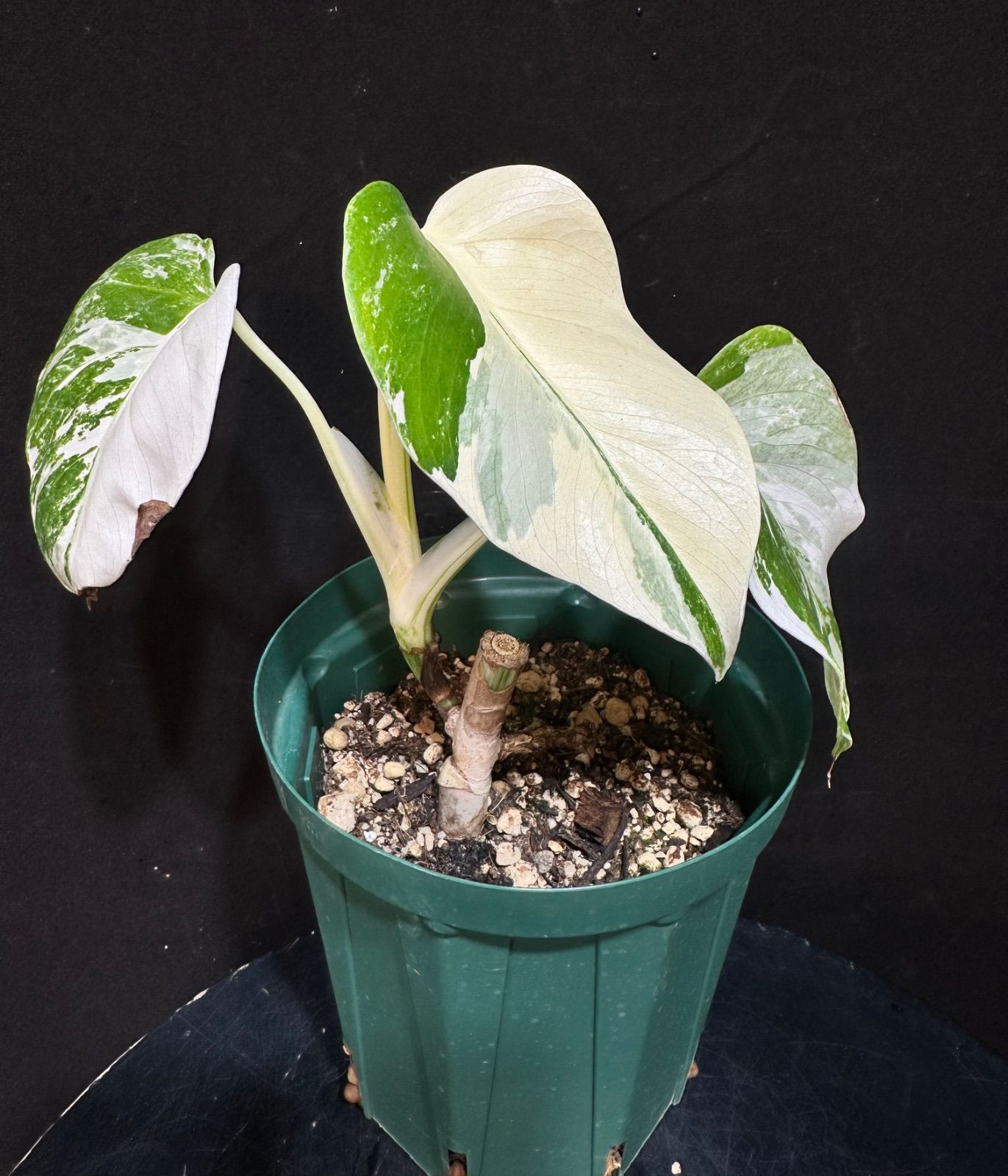 ①　モンステラ　斑入り モンステラ斑入り ホワイトタイガー monstera varigated 【公式通販】