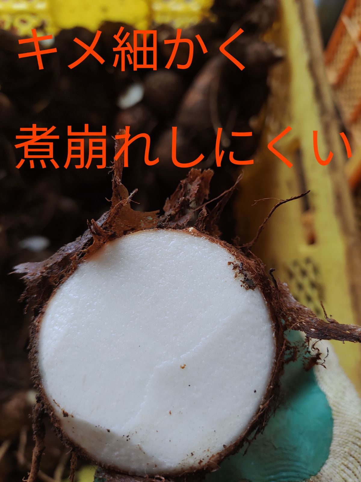 大和里芋種芋用M~Lサイズ混合１０キロサイズ スーパーで買ってきた里芋を種芋にするコツ【有機農家直伝！無