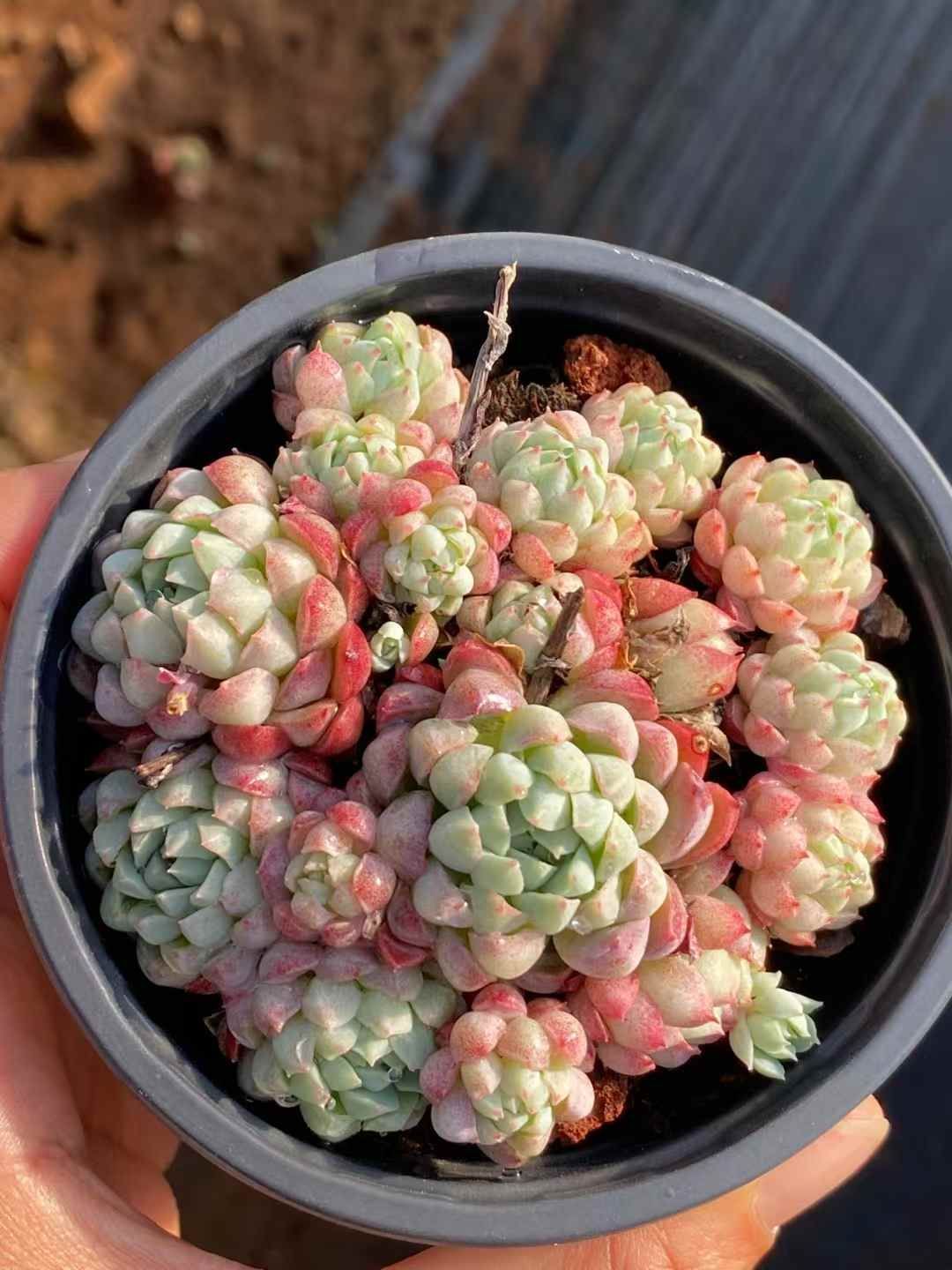 ラノリンボール QS1036×18鉢 抜き苗 多肉植物 エケベリア ラノリンボール QS1036×18鉢 抜き苗 多肉植物 エケベリア