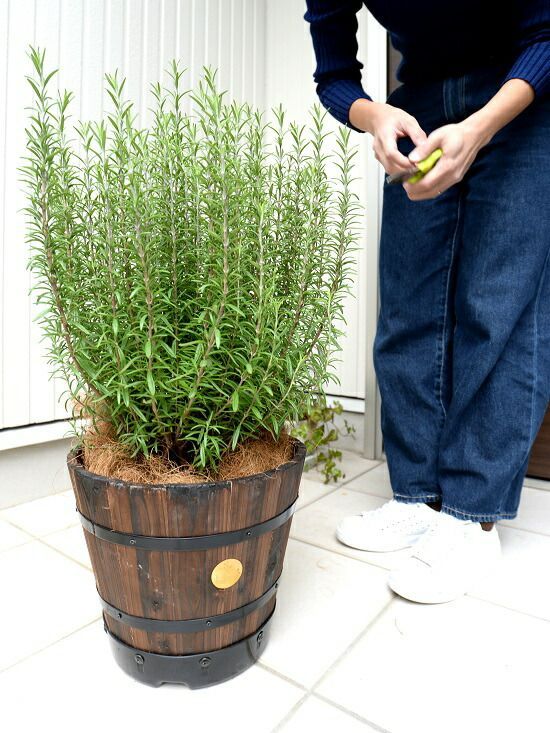 鉢植え