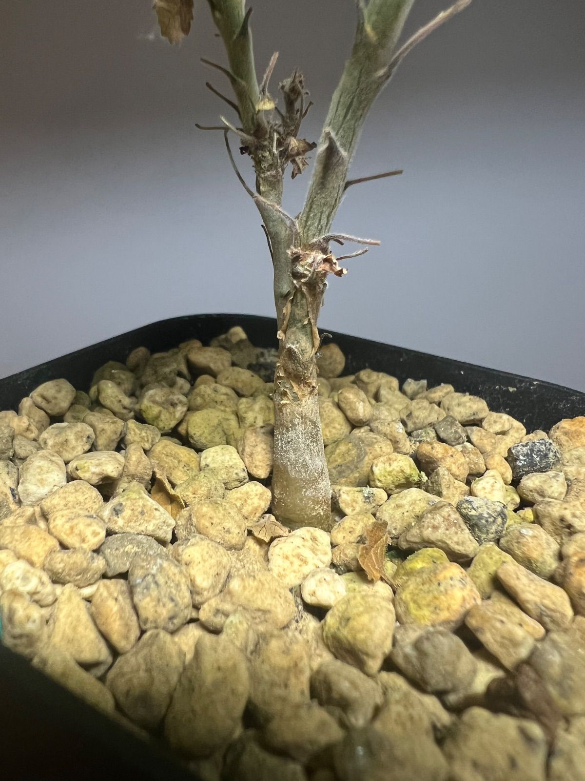 ボスウェリア サクラ Boswellia sacra 国内実生苗 ボスウェリア サクラ