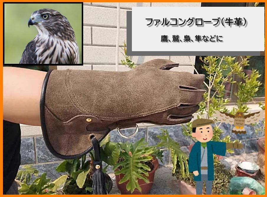 隼 フクロウ