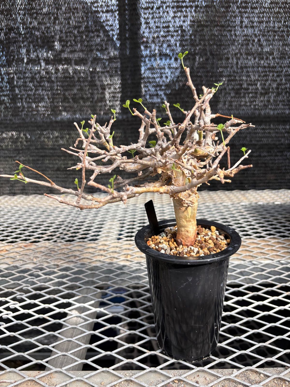 コミフォラ ストックシアナ 現地球 発根済み 白 ぺりぺり コミ