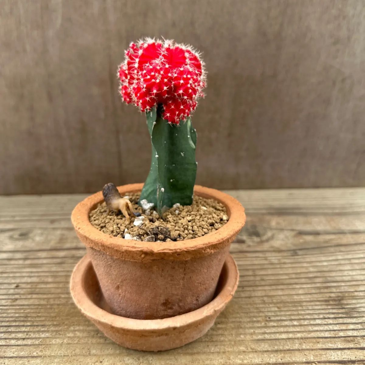 【赤花種・希少種】多肉植物 団扇サボテン　opuntia aciculata 71WXIK1ajeL._UF350,350_QL50_.jpg
