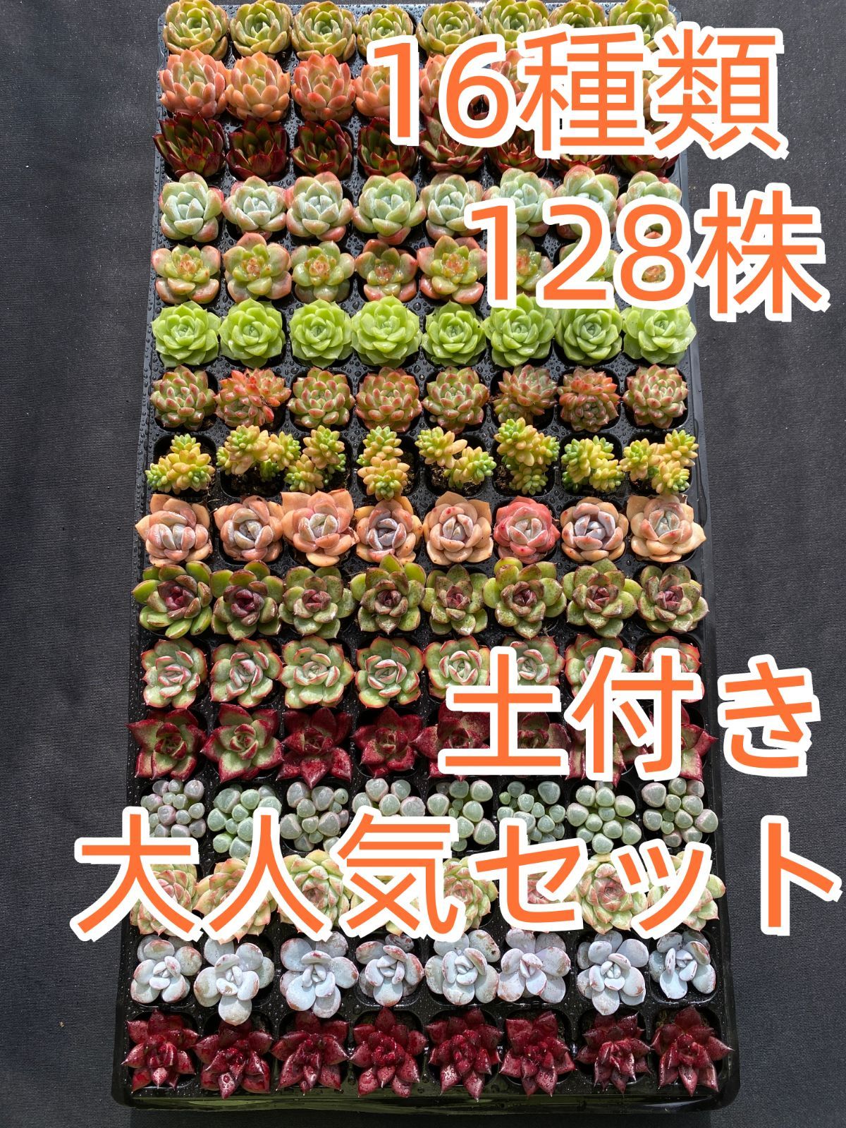 新入荷 16種類セット NT07×128苗 土付き 詰め合わせ 多肉植物 エケベリア 韓国苗 新入荷