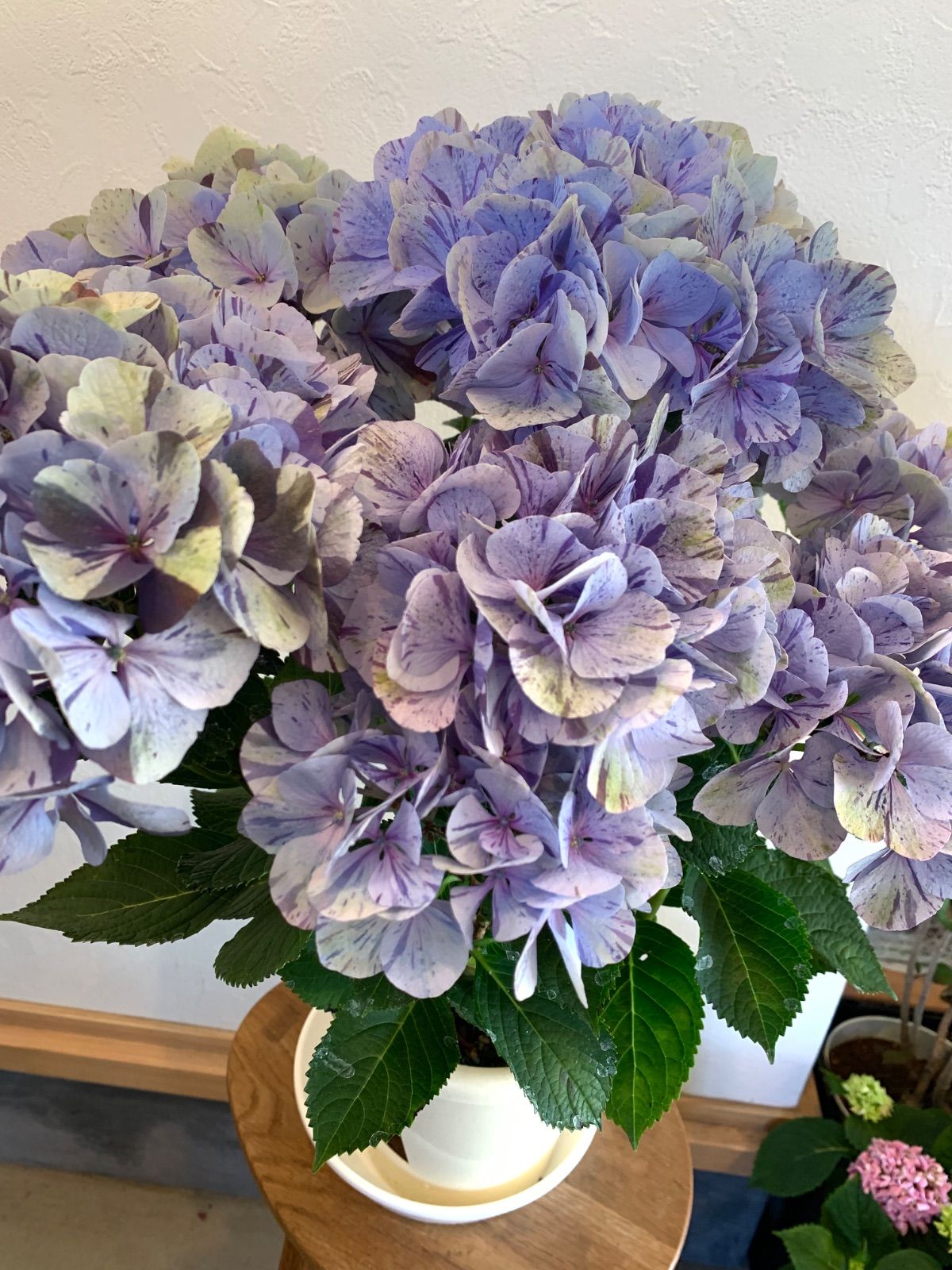 紫陽花さま専用 【公式通販】