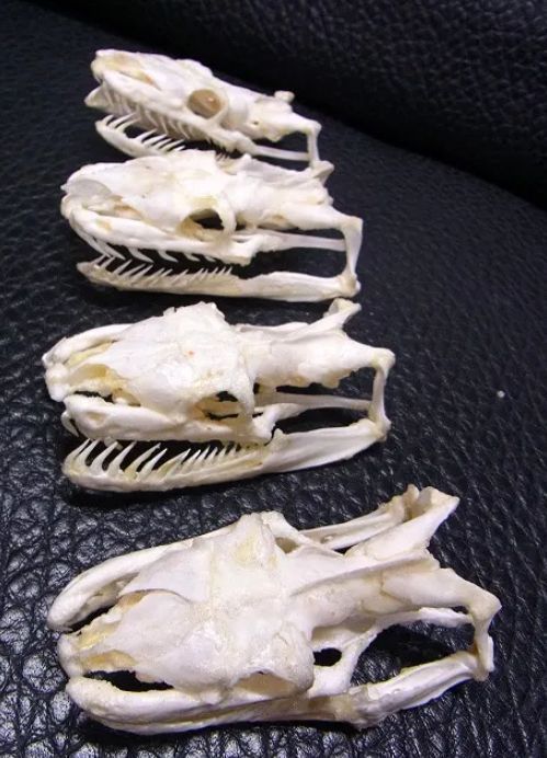 アミメニシキヘビ（Reticulated python）頭骨 9.5cm