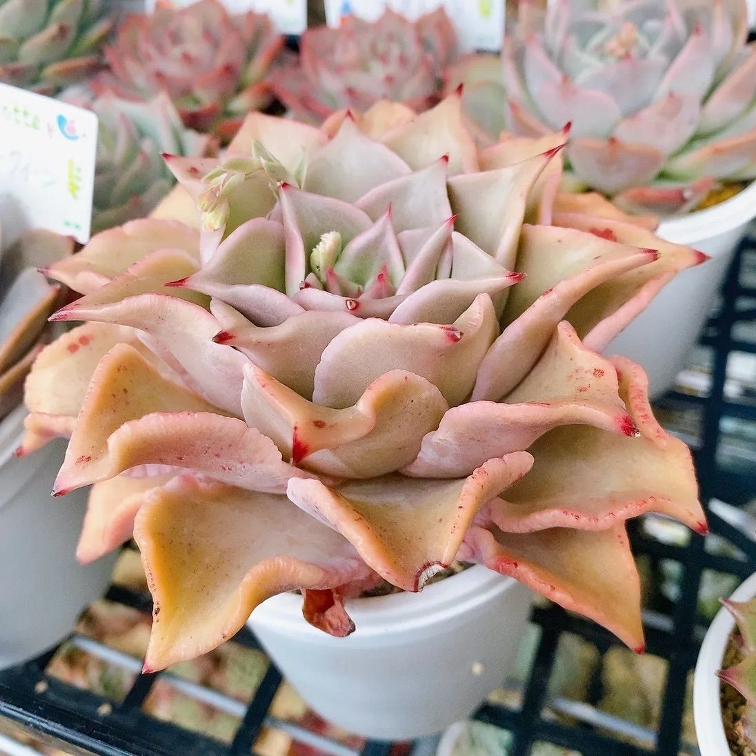 多肉植物  ❤️マディバ ❤️ 饺子皮❤️1大頭15cm拔キ苗 从吃不起到人人吃得起的饺子皮– 多肉联萌