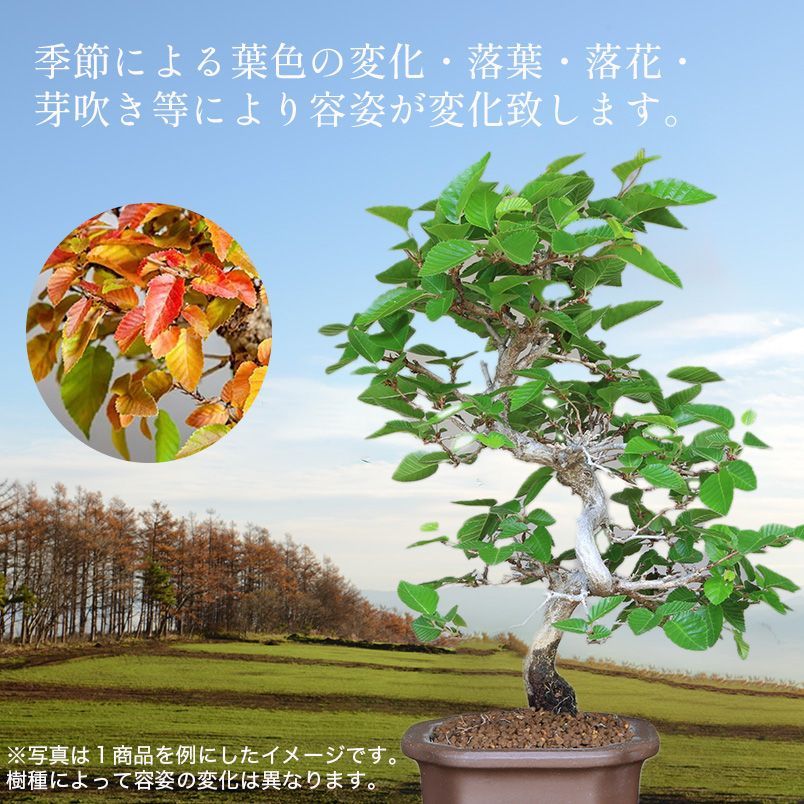 深山海棠』ミヤマカイドウ 小品盆栽【泰寿園 Online】現品 一点