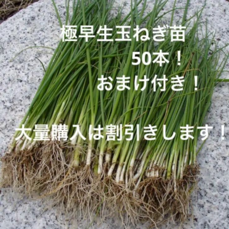 有機栽培対応の白玉ねぎ苗(ホワイトベアー)1000本 (北海道は 有機栽培対応の白玉ねぎ苗(ホワイトベアー)1000本 (北海道は