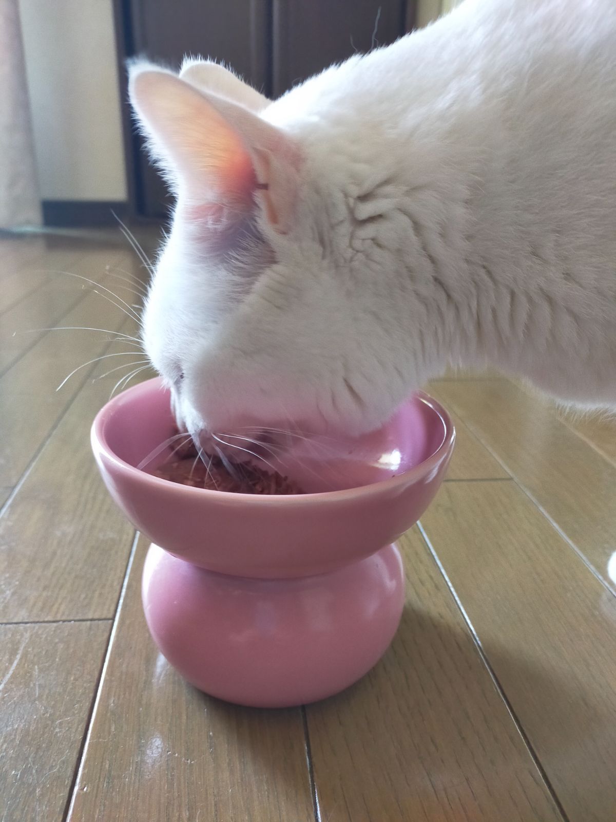 寵物碗 貓狗用